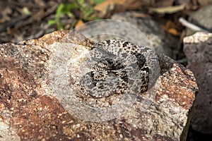 Rock Rattlesnake Coiled on Colorful Granite Boulder