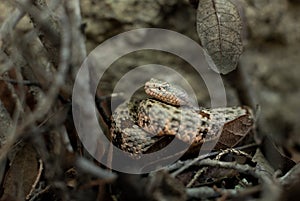 Rock rattlesnake from southeast Arizona