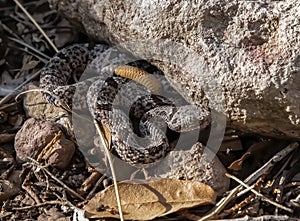 Rock Rattlesnake Tucked Next to Boulder on Forest Floor