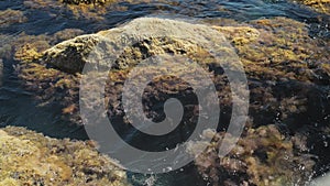 Rock and reef covered with moss and algae washed by foam waves in the sea.