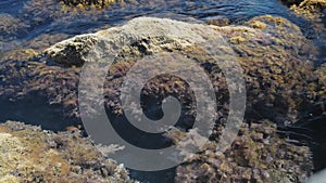 Rock and reef covered with moss and algae washed by foam waves in sea or ocean.