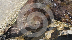 Rock and reef covered with moss and algae washed by waves in the sea or ocean