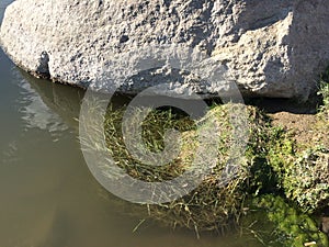 Rock river water reflection green tina