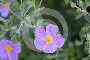 Rock-rose Cistus heterophyllus bright purplish-pink flowers