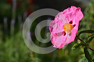 Rock Rose flower