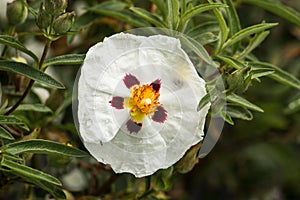 Rock rose with rain drops