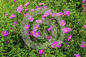 Rock-roses Cistus creticus.