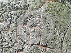 Rock rough texture lichen smooth forms photo