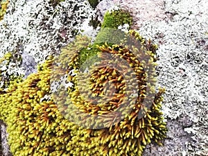 Rock rust trail undergrowth nature green plant earth planet photo