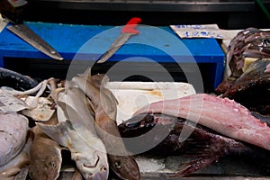 Rock salmons on fishmonger`s market stall