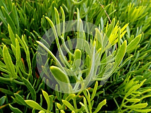 Rock samphire (Crithmum) - Edible wild plant photo