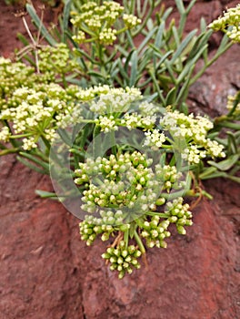 Rock Samphire Crithmum maritimum on red sandstone