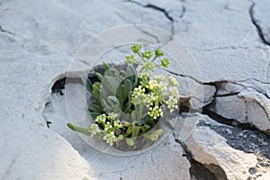 Rock samphire plant with flower