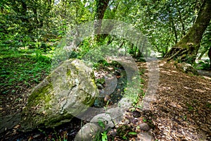 Rock in San Leonardo forest in summetime