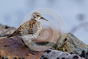 Rock Sandpiper