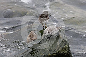 Rock sandpiper and dunlin Sanderling