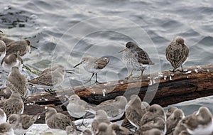 Rock sandpiper and dunlin shorebird photo