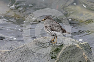 Rock sandpiper shorebird