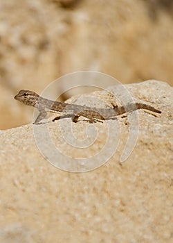 Rock Semaphore Gecko iranian Rock Gecko