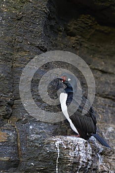 Rock Shag on Bleaker Island in the Falkland Islands