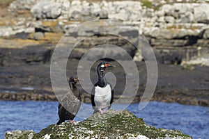 Rock Shag on the Falkland Islands
