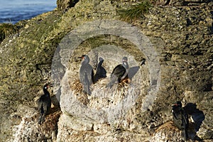 Rock Shag nesting in the Falkland Islands