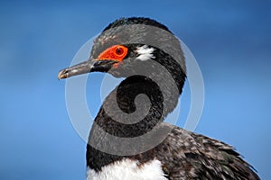 Rock Shag, Phalacrocorax magellanicus, black and white cormorant, detail portrait, Falkland Islands photo