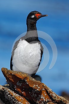 Rock Shag, Phalacrocorax magellanicus, black and white cormorant with red bill siting on the stone, Falkland Islands photo