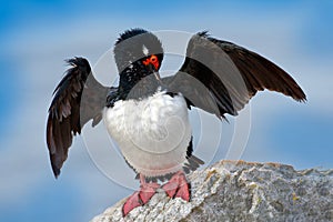 Rock Shag, Phalacrocorax magellanicus, black and white cormorant with red bill siting on the stone, Falkland Islands. Wildlife sce photo