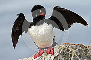 Rock Shag, Phalacrocorax magellanicus. Black and white cormorant Rock Shag with red bill. Sea bird sitting on the stone. Cormorant photo