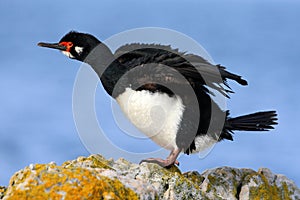 Rock Shag, Phalacrocorax magellanicus. Black and white cormorant Rock Shag with red bill. Sea bird sitting on the stone. Cormorant