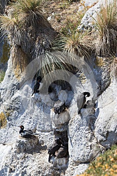 Rock shags with chicks, Gypsy Cove Falklands