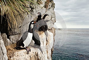 Rock shags nesting on the ledges of steep, bare, rocky cliffs