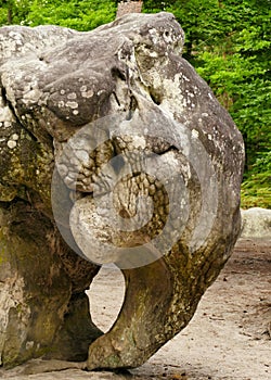 Rock in the shape of an elephant in the forest of Fontainebleau