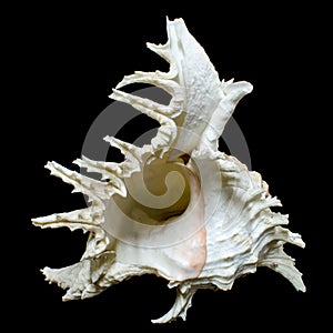 Rock shell or Ramose murex chicoreus seashell photo