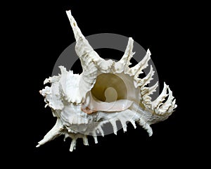 Rock shell or Ramose murex chicoreus seashell photo
