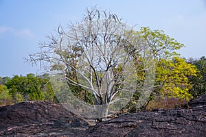 Rock shelters, Bhimbetka Madhya Pradesh