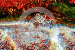 Rock Shrimp Underwater, Common Shrimp, Palaemon Serratus Underwater