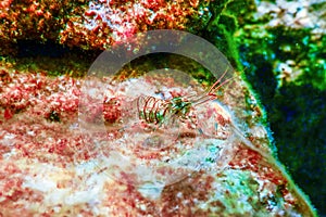 Rock Shrimp Underwater, Common Shrimp, Palaemon Serratus Underwater