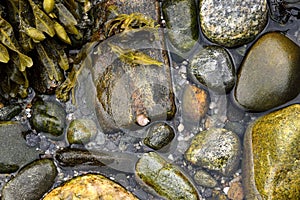 Rock snail on a rock photo