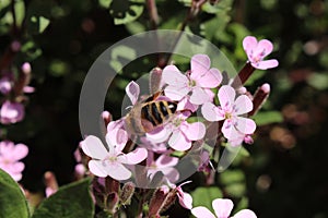 `Rock Soapwort` flowers - Saponaria Ocymoides