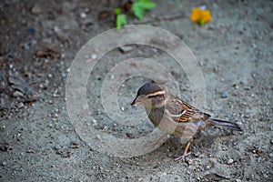 Rock sparrow on the background of a path of sand and pebbles in Ciutadella Park in Barcelona, Spain