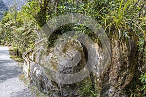 Rock split by tree roots