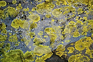 Rock Spores