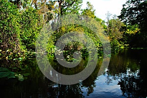 Rock springs run river in Central Florida at Kelly park