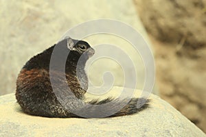 Rock squirrel