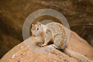 Rock Squirrel looking for the photograph