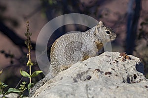 Rock squirrel Otospermophilus variegatus, Grand Canyon Village, Arizona, USA