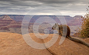 Rock Squirrel (Otospermophilus variegatus)