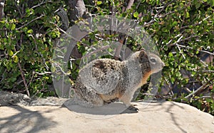 Rock Squirrel